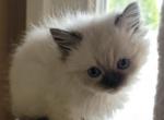 Arby And Bandits litter - Ragdoll Kitten For Sale - Marysville&comma; WA&comma; US