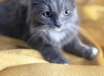Mika - Himalayan Kitten For Sale - Rockford&comma; IL&comma; US