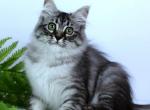 Waverly - Siberian Cat For Sale - Pembroke Pines&comma; FL&comma; US