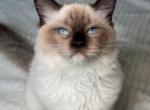 Plum location Miami - Ragdoll Cat For Sale - Hollywood&comma; FL&comma; US