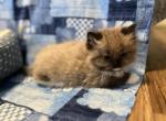 Crumbl sale pending - Ragdoll Cat For Sale - Kearneysville&comma; WV&comma; US