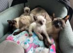 Boy bunch - Siamese Kitten For Sale - Owings&comma; MD&comma; US