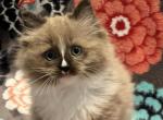 Chestnut - Ragdoll Kitten For Sale - Kearneysville&comma; WV&comma; US