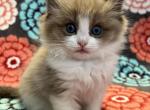 Brownie Sale Pending - Ragdoll Kitten For Sale - Kearneysville&comma; WV&comma; US