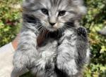 XXL Odis polydactyl - Maine Coon Kitten For Sale - Cookeville&comma; TN&comma; US