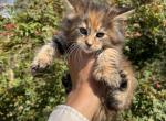 Charley polydactyl - Maine Coon Kitten For Sale - Cookeville&comma; TN&comma; US