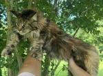 XXL Bell polydactyl - Maine Coon Cat For Sale - Cookeville&comma; TN&comma; US