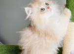 Rosie - British Shorthair Cat For Sale - Atlanta&comma; GA&comma; US