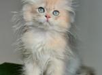Marshmallow - British Shorthair Cat For Sale - Atlanta&comma; GA&comma; US