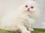 Winter - Scottish Fold Kitten For Sale - Atlanta&comma; GA&comma; US