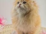 Millie - Scottish Fold Kitten For Sale - Atlanta&comma; GA&comma; US