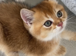 Scottish Straight orange boy Gold Chinchilla - Scottish Fold Kitten For Sale - Champions Gate&comma; FL&comma; US