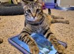 Penny Bubbles the Snuggly belly rubbing lovebug - American Shorthair Cat For Adoption - 