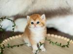 Tommy - British Shorthair Kitten For Sale - Jacksonville&comma; FL&comma; US