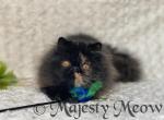 Zarra - Persian Cat For Sale - Yucca Valley&comma; CA&comma; US
