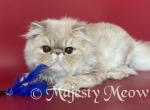Casper - Persian Cat For Sale - Yucca Valley&comma; CA&comma; US