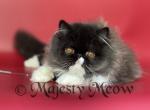 Baron - Persian Cat For Sale - Yucca Valley&comma; CA&comma; US