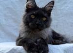 Nabby - Maine Coon Cat For Sale - Miami&comma; FL&comma; US