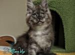 King - Maine Coon Cat For Sale - Miami&comma; FL&comma; US
