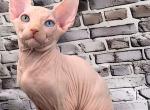 Bruno - Sphynx Kitten For Sale - Miami&comma; FL&comma; US