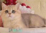 Itan - British Shorthair Kitten For Sale - Pembroke Pines&comma; FL&comma; US