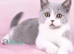 Grace - British Shorthair Kitten For Sale - Pembroke Pines&comma; FL&comma; US