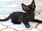 Indianapolis - Devon Rex Kitten For Sale - Norwalk&comma; CT&comma; US