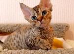 Carmen - Devon Rex Kitten For Sale - Norwalk&comma; CT&comma; US