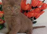 Felix - British Shorthair Kitten For Sale - Los Angeles&comma; CA&comma; US