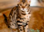 Amira - Bengal Cat For Sale - Norwalk&comma; CT&comma; US