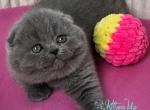 Zara - Scottish Fold Kitten For Sale - Hollywood&comma; FL&comma; US