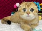 Wendy - Scottish Fold Cat For Sale - Hollywood&comma; FL&comma; US
