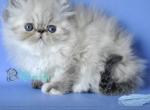 Sonya - Persian Kitten For Sale - Hollywood&comma; FL&comma; US