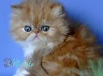 Synny Boy - Persian Kitten For Sale - Hollywood&comma; FL&comma; US