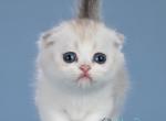 Lady Diana - Munchkin Kitten For Sale - Pembroke Pines&comma; FL&comma; US