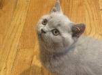 Lilac kiten - British Shorthair Kitten For Sale - Boonton&comma; NJ&comma; US