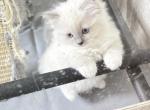 Millie blue Mitted ready October 6 - Ragdoll Kitten For Sale - Mount Joy&comma; PA&comma; US