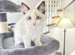 MILES READY bicolor seal - Ragdoll Cat For Sale - Mount Joy&comma; PA&comma; US