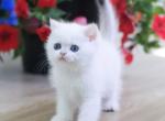 Patrik - British Shorthair Kitten For Sale - Hollywood&comma; FL&comma; US