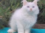Fabian - Siberian Kitten For Sale - Pembroke Pines&comma; FL&comma; US