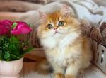 Cutie female - British Shorthair Kitten For Sale - Glendale&comma; CA&comma; US