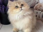Male blue golden shaded longhair - British Shorthair Kitten For Sale - Glendale&comma; CA&comma; US
