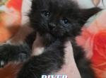 River Summertime Litter - Maine Coon Kitten For Sale - Kingman&comma; AZ&comma; US