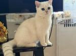 Nata - British Shorthair Cat For Sale - New York&comma; NY&comma; US