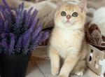 Boy ay12 - British Shorthair Kitten For Sale - Glendale&comma; CA&comma; US
