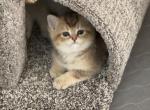 Dash - British Shorthair Kitten For Sale - Bensalem&comma; PA&comma; US