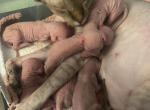 Rubys litter - Sphynx Kitten For Sale - Carlisle&comma; PA&comma; US