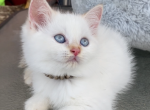 Scottish Straight Girl Blue eyes - Scottish Straight Cat For Sale - Champions Gate&comma; FL&comma; US