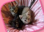 Muchkin Kittens - Munchkin Kitten For Sale - FL&comma; US