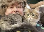 Short legged tabby and white Ragamuffin girl - Ragamuffin Cat For Sale - Salem&comma; OR&comma; US